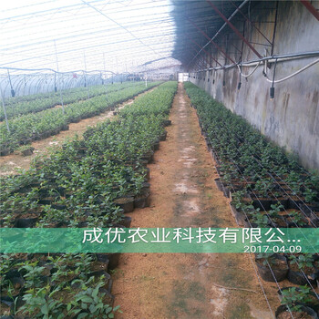吉賽拉6號(hào)一株多少錢哪里有吉賽拉12號(hào)