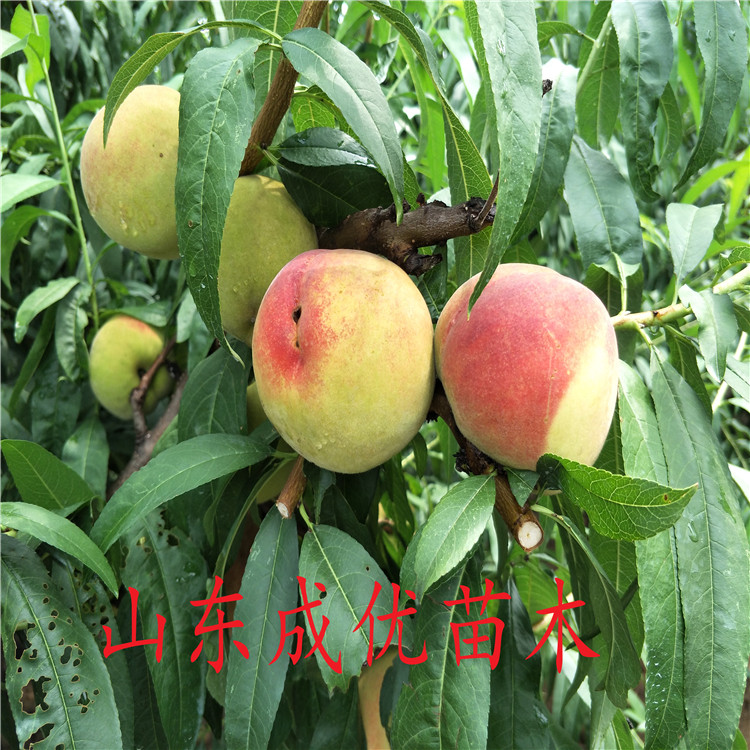 李营镇人口_人口普查(3)