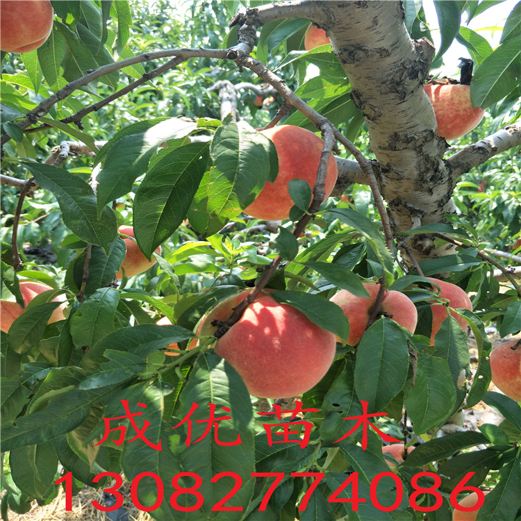 吃的桃 介紹 桃樹品種