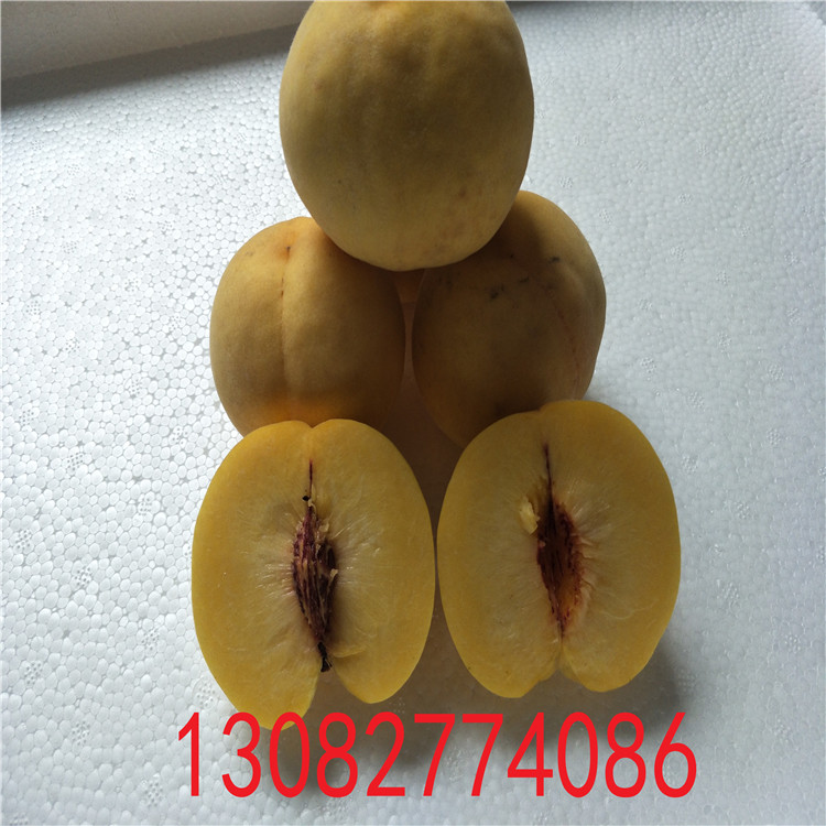 吃的桃 介紹 桃樹品種