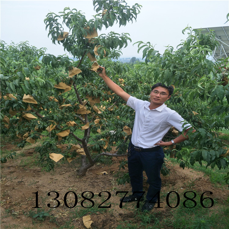 新川中岛桃苗多少钱一棵哪里出售桃