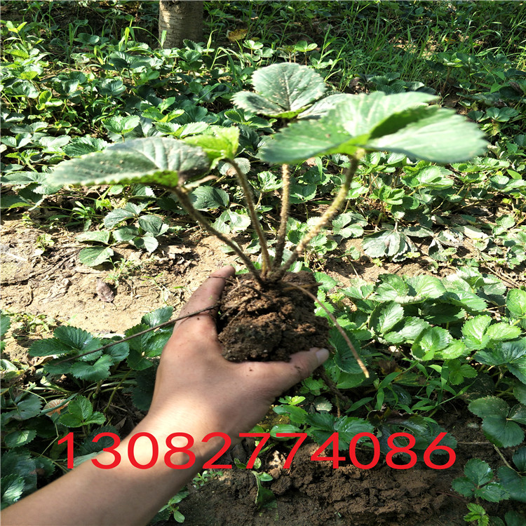 法蘭地草莓苗章姬草莓苗批發(fā)
