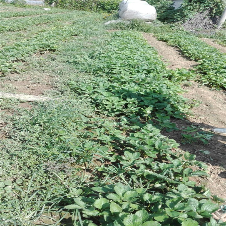 菠蘿莓草莓草莓苗價(jià)格