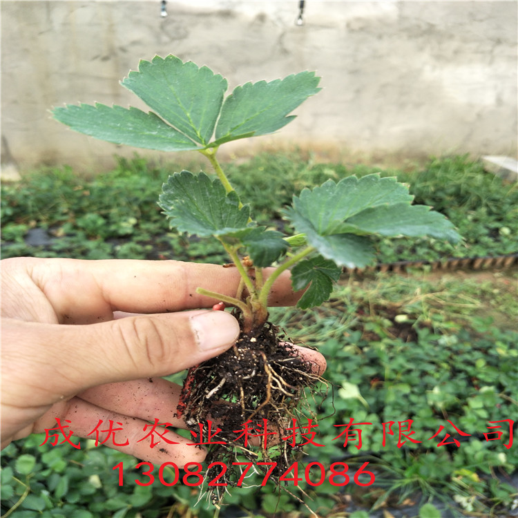 甜查理草莓苗 剛買的草莓苗怎么種
