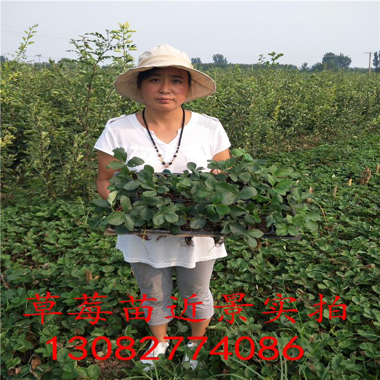 草莓苗種植草莓苗出售