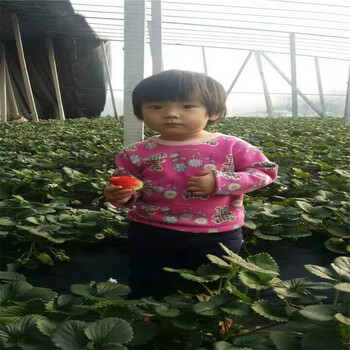 紅顏草莓苗草莓苗種植時(shí)間