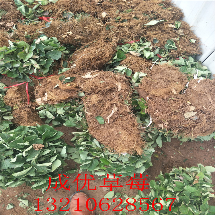 甜查理草莓苗 草莓苗種植技術(shù)