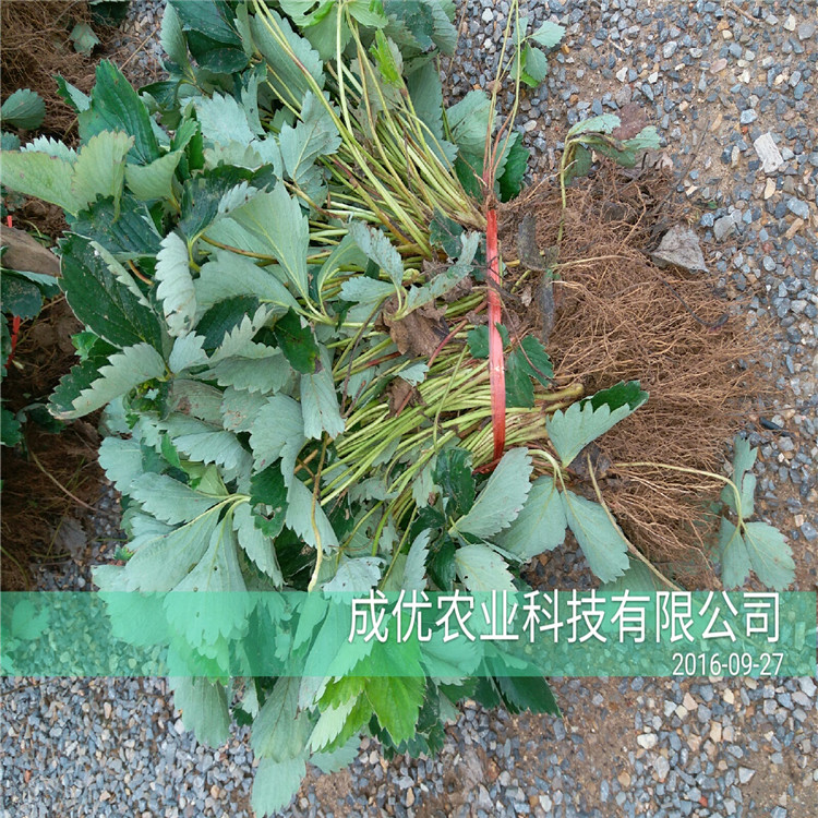 大棚草莓苗批发多少钱大棚草莓苗