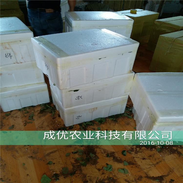 四季草莓苗批發(fā)草莓苗病