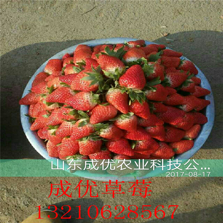 妙香草莓苗草莓苗哪家好