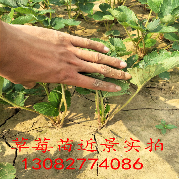 奶油草莓苗草莓苗圖片