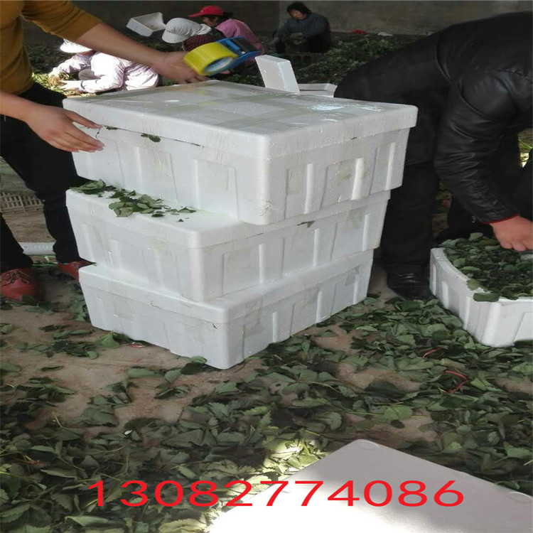 草莓苗批發(fā)市場(chǎng)草莓苗多少錢一顆