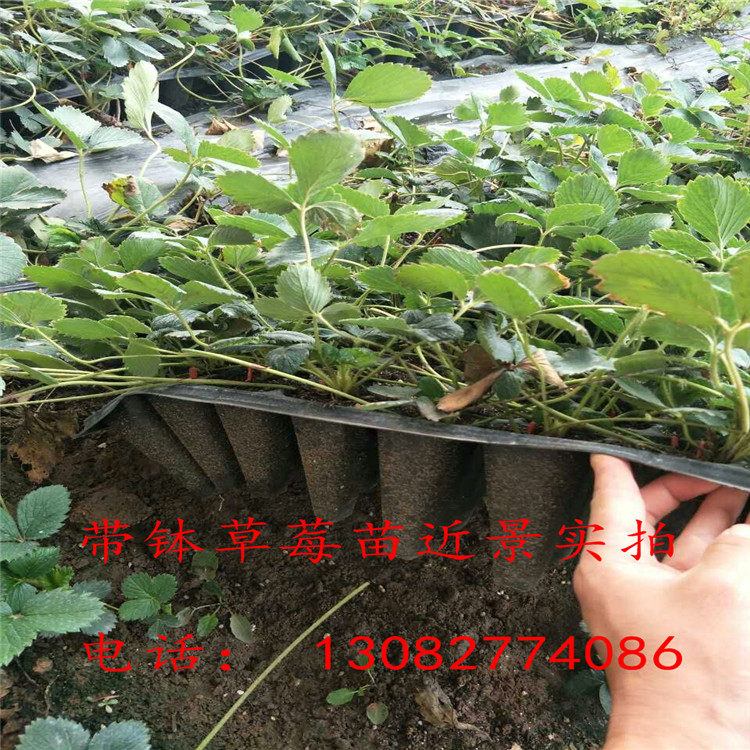 章姬草莓苗草莓苗可以種多久