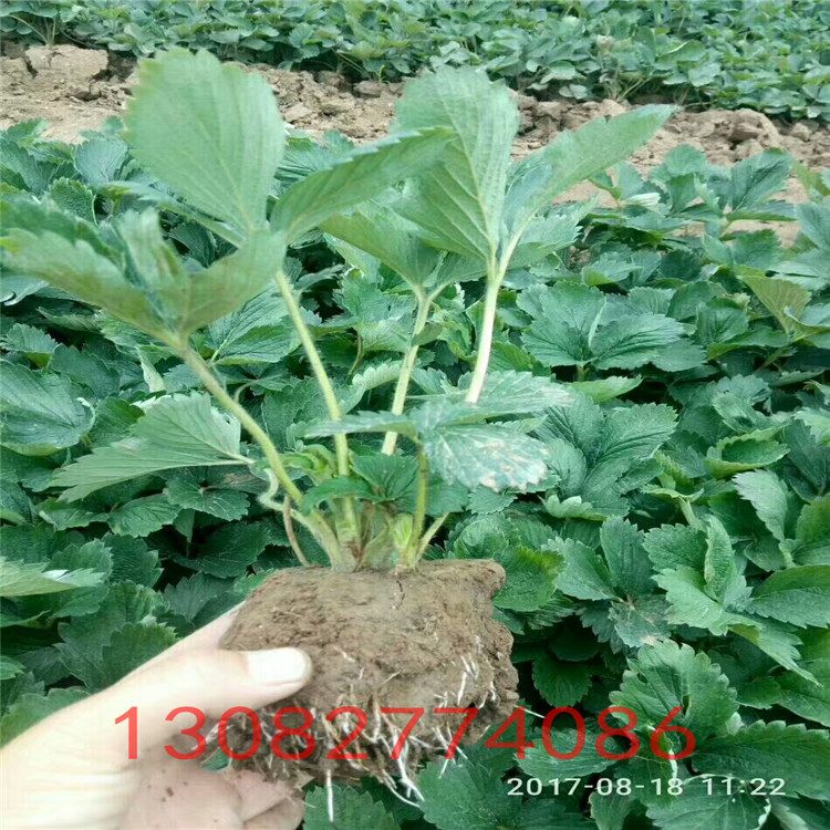 菠萝莓草莓草莓苗品种