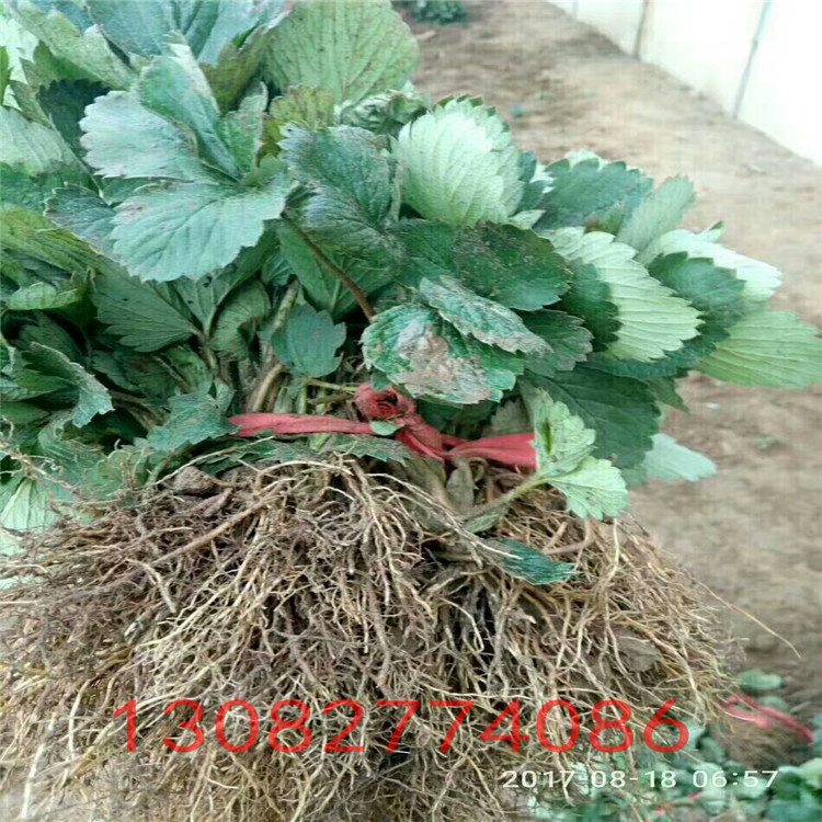 法蘭地草莓苗多少錢一顆