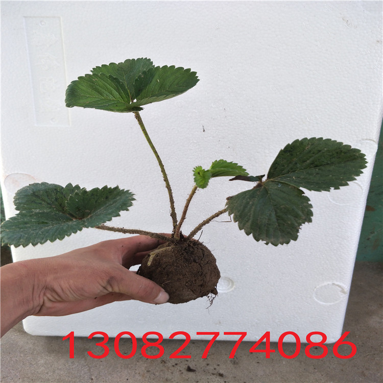 草莓苗那里有草莓苗出售