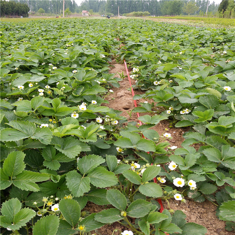 草莓苗种植草莓苗图片大全