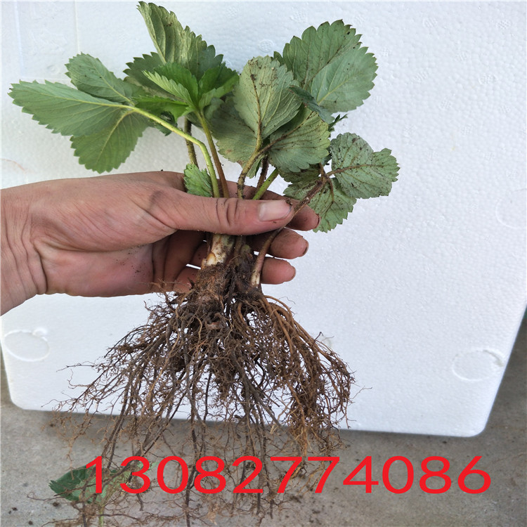 紅顏草莓苗草莓苗什么時候種植