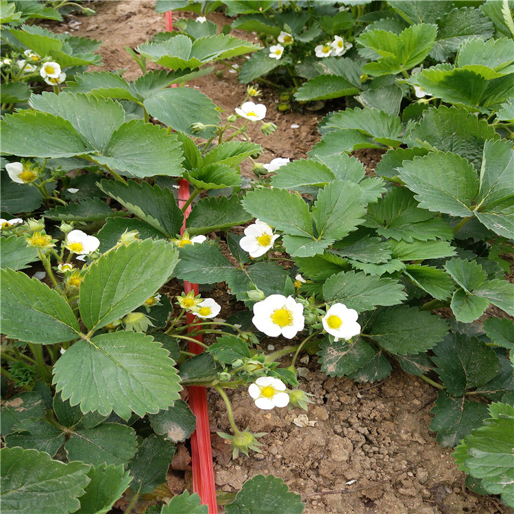 甜查理草莓苗 草莓苗移植時間