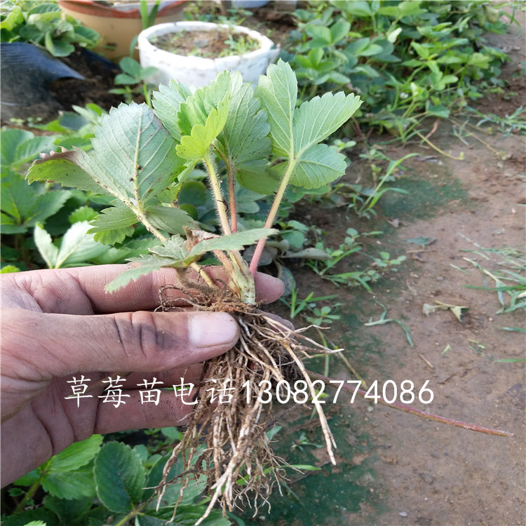 豐香草莓苗草莓苗種植視頻