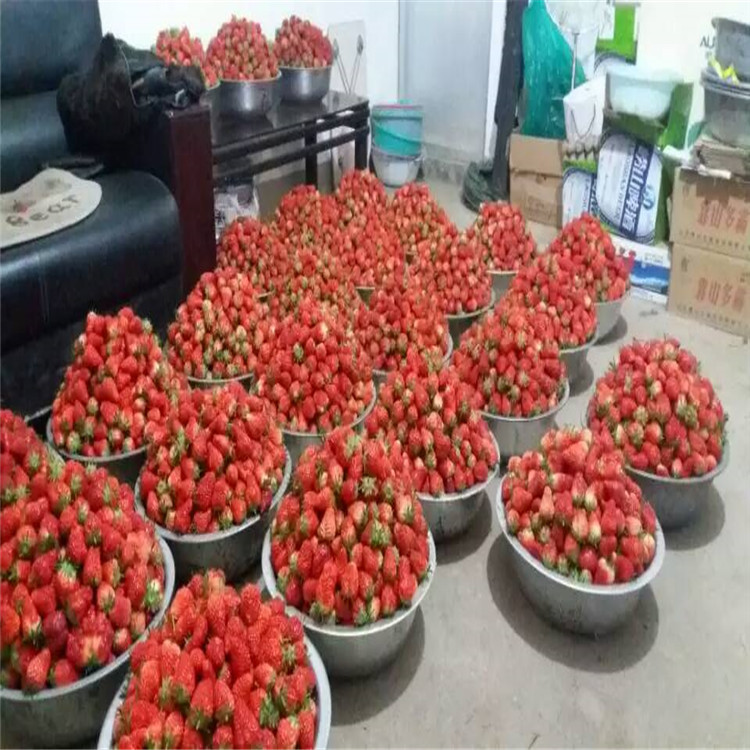 四季草莓苗批发盆栽草莓苗怎么种