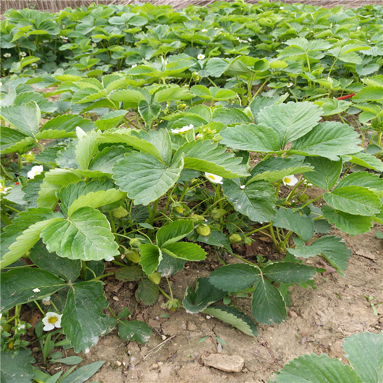 法蘭地草莓苗草莓苗繁育技術(shù)