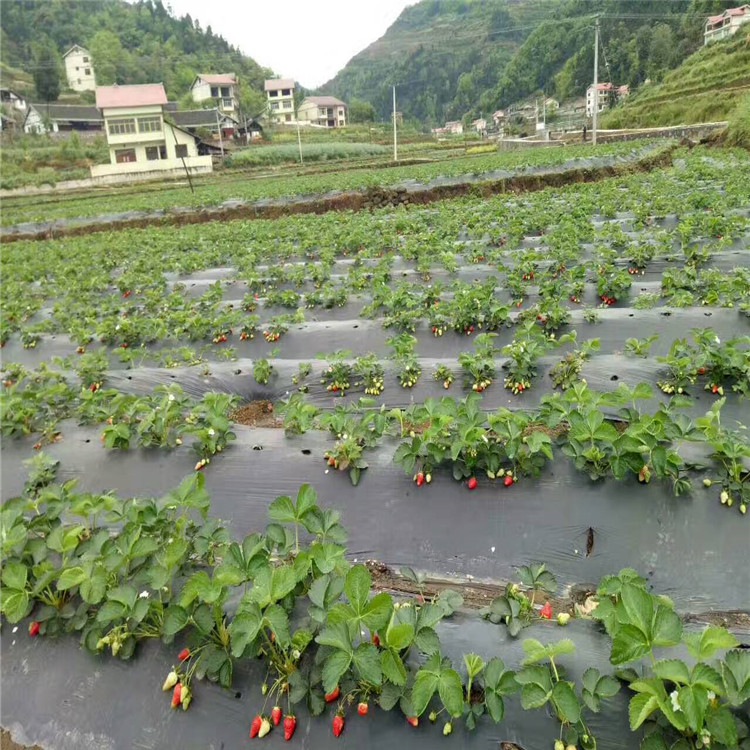 法蘭地草莓苗草莓苗品種