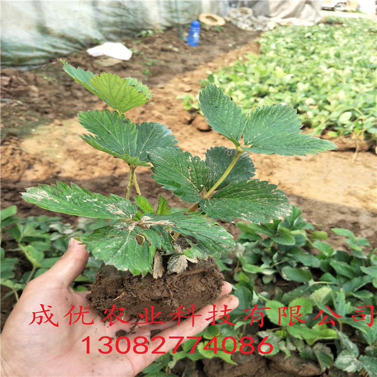 紅顏草莓苗草莓苗什么時候種植