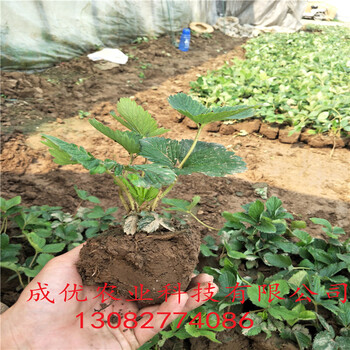 甜查理草莓苗哪里賣草莓苗