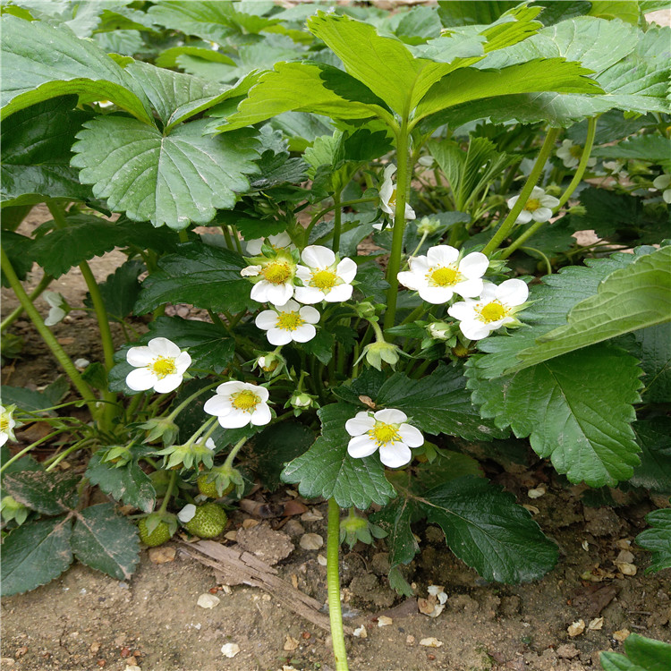 草莓苗種植草莓苗出售