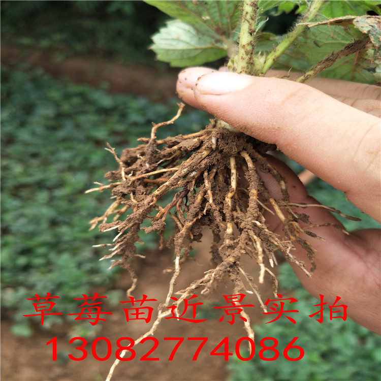 章姬草莓苗章姬草莓苗價格