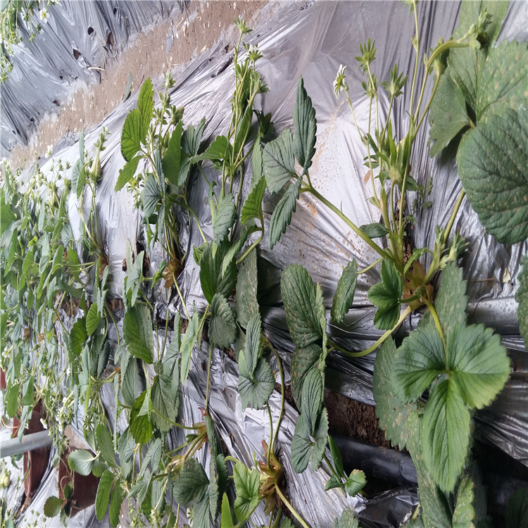 豐香草莓苗草莓苗怎么種