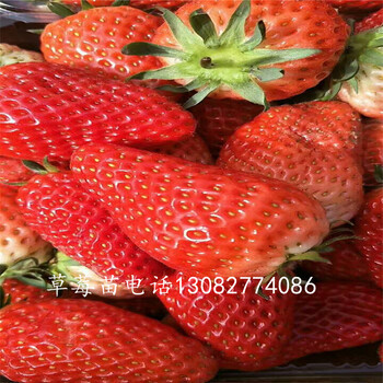 紅顏草莓苗草莓苗什么時(shí)候種植