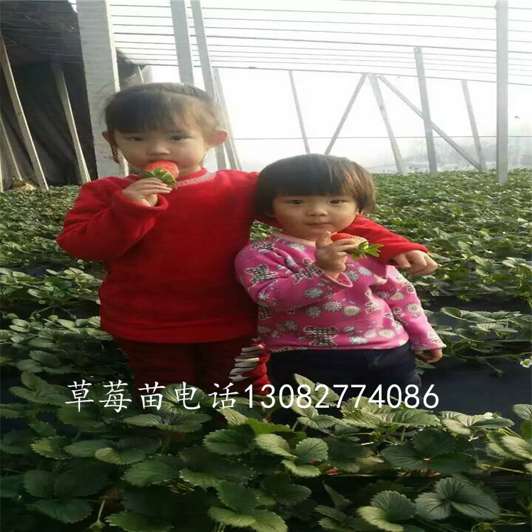 法蘭地草莓苗多少錢一顆