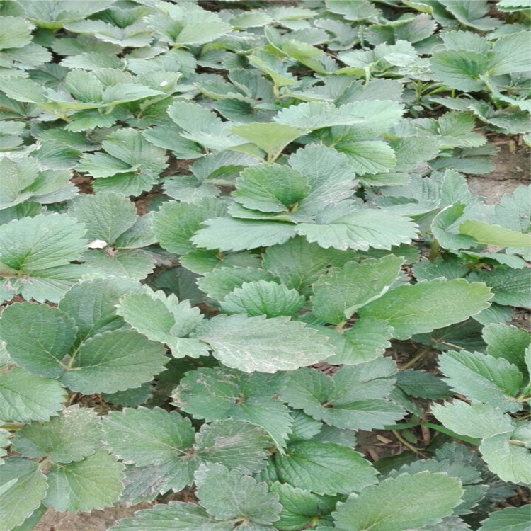 草莓苗草莓苗