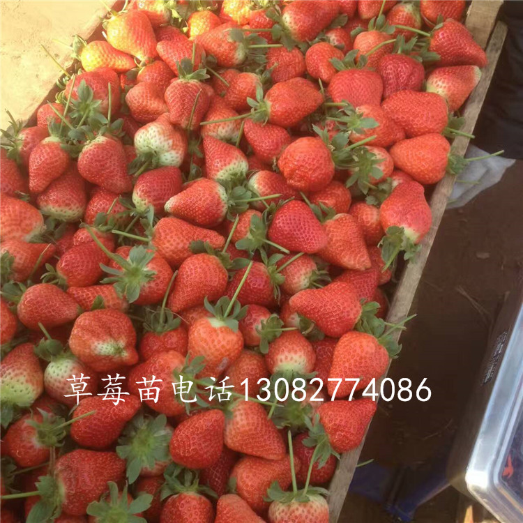 草莓苗種植草莓苗圖片大全