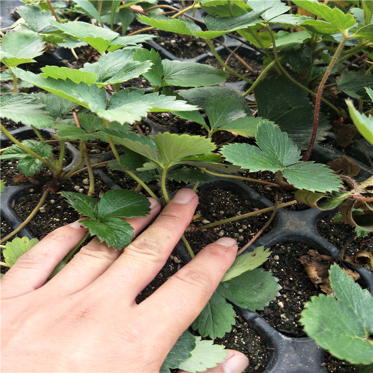 大棚草莓苗草莓苗什么時(shí)候種