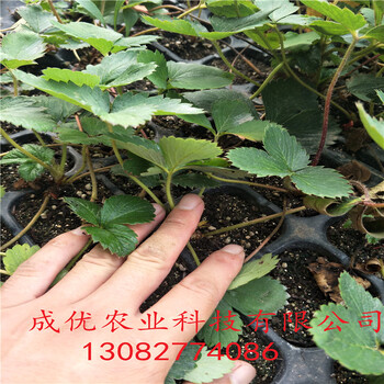 甜查理草莓苗紅顏草莓苗怎么種