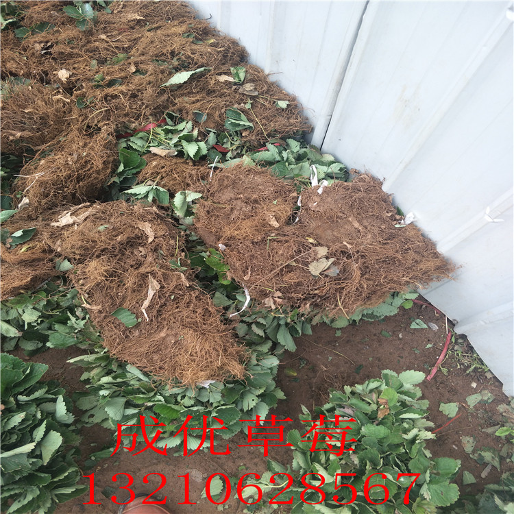牛奶草莓苗草莓苗批發(fā)基地