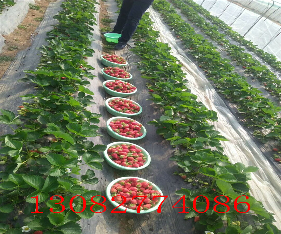 菠蘿莓草莓丹東草莓苗批發(fā)