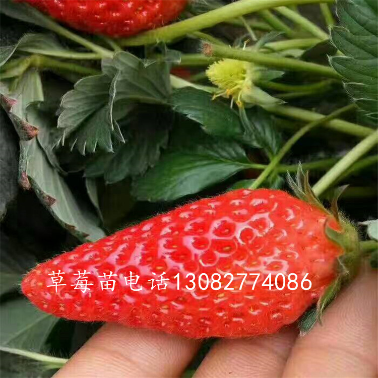 妙香草莓苗泰安草莓苗品種