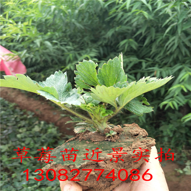 草莓苗種植草莓苗圖片大全