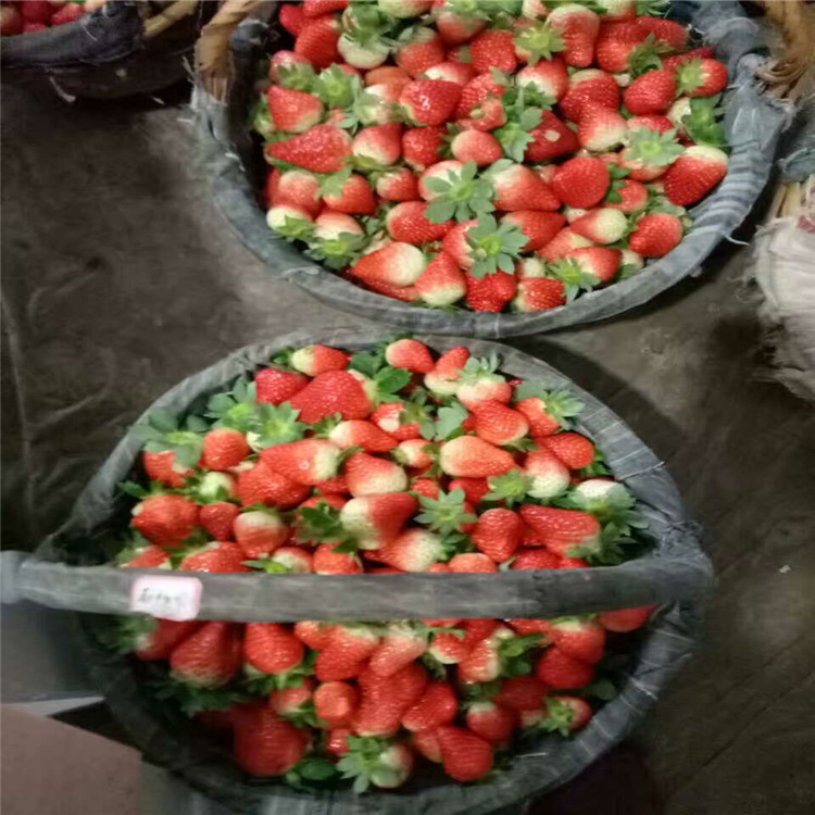 甜查理草莓苗 草莓苗種植技術(shù)