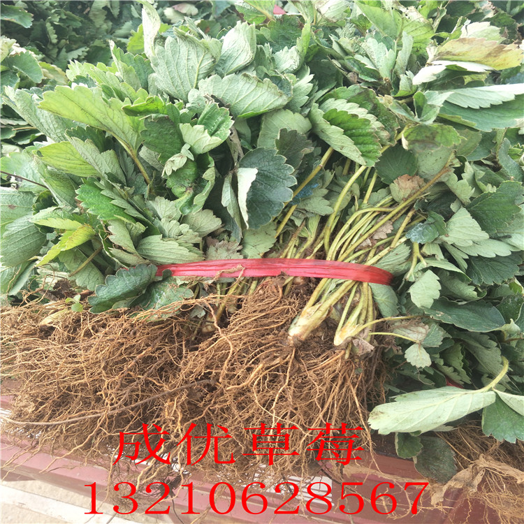 草莓苗那里有草莓苗出售