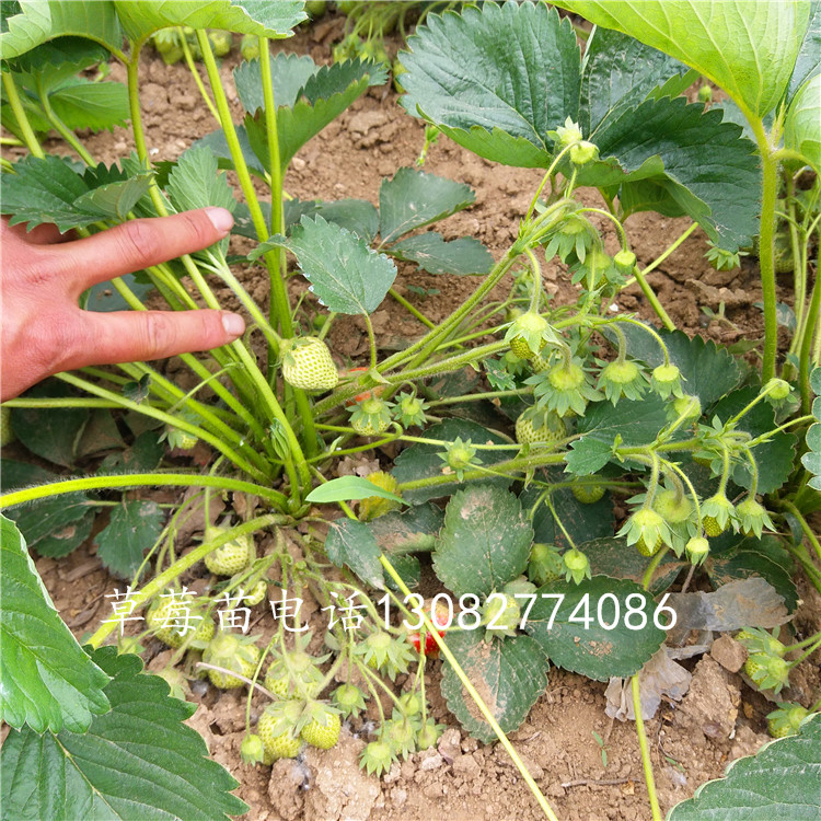 草莓苗種植草莓苗移植
