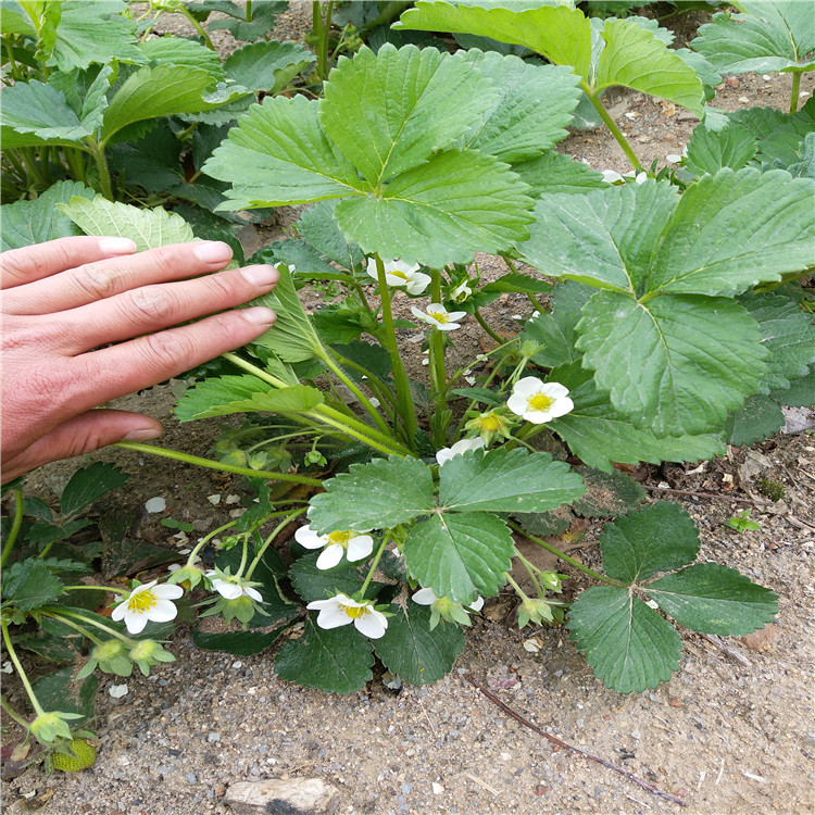 大棚草莓苗草莓苗种植