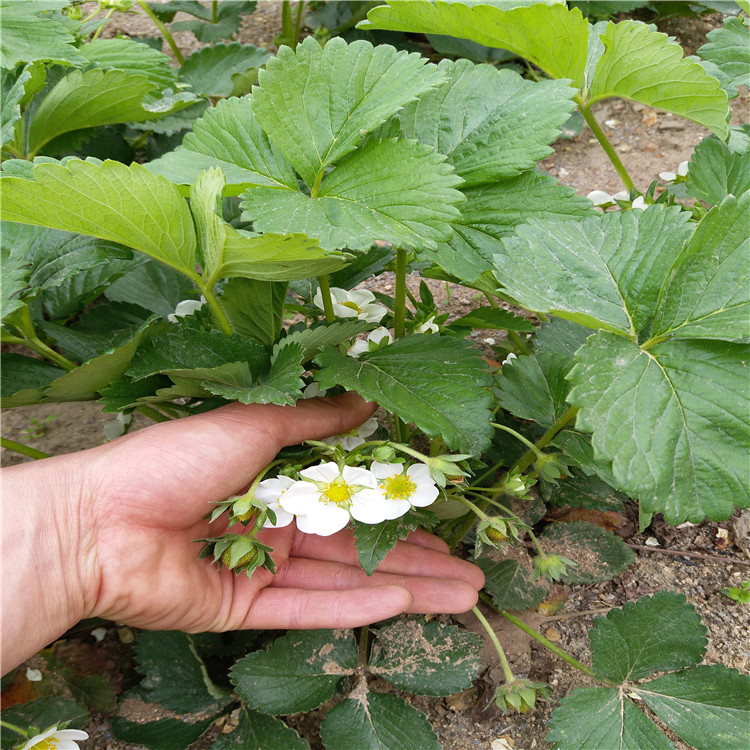 四季草莓苗批发红颜草莓苗种植