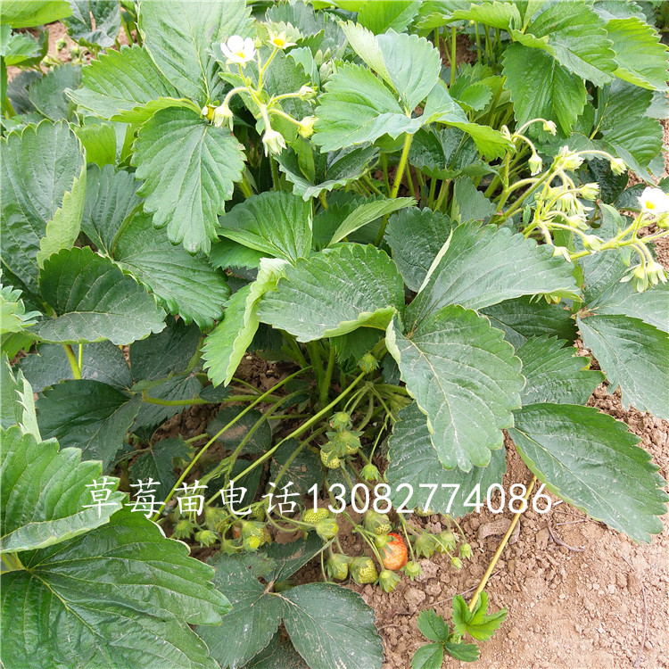 豐香草莓苗草莓苗基地