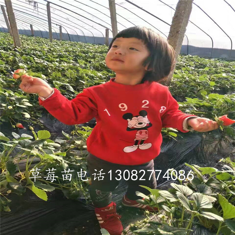 菠蘿莓草莓草莓苗出售