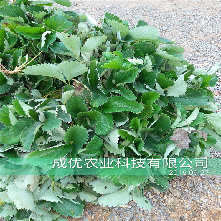 丰香草莓苗草莓苗品种